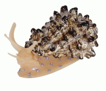 Snail - Aquarium Ornament